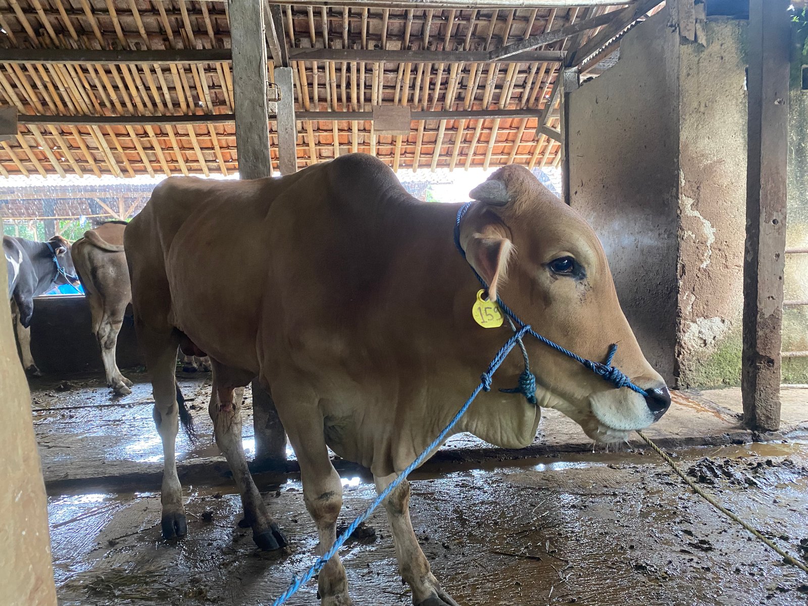 Sapi 4